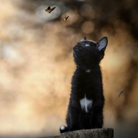 In Scots Gealic folklore the 'cait sìth' is a faerie cat, a faerie that takes the shape of a black cat with a distinctive white spot on it's chest.

also: 'lucha sìth', the 'faerie mouse'; 'cu sìth', the 'faerie dog'.

#Caturday #folklore #Scotland