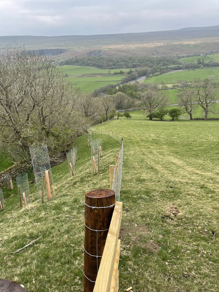 Fenced off a gill, trees &amp; shrubs planted with cactus guard protection &amp; wool guards

Main trees for gill:  
* Willow
* Alder
* Hazel
* Downy Birch
* Holly
Scrub’s in gill: 
* Hawthorn 
* Dog Rose 
* Guelder Rose 
Trees in field:
* Sessile Oak
* Small leaved Lime
* Sweet Chestnut