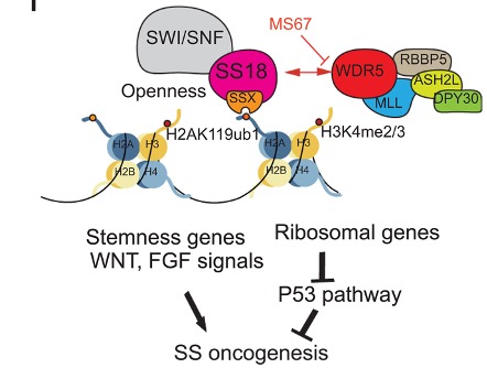 Duke Pharmacology & Cancer Biology Department (@duke_pcb) on Twitter photo The latest study from Greg Wangās lab led by Yao YuĀ demonstrates that targeting an integral component of lysine methyltransferase complexes, WDR5, for degradation can suppress oncogenic transcriptional programs in synovial sarcoma. <a href="/DukeCancer/">Duke Cancer</a>
Read more:Ā science.org/doi/10.1126/sc⦠The latest study from Greg Wangās lab led by Yao YuĀ demonstrates that targeting an integral component of lysine methyltransferase complexes, WDR5, for degradation can suppress oncogenic transcriptional programs in synovial sarcoma. <a href="/DukeCancer/">Duke Cancer</a>
Read more:Ā science.org/doi/10.1126/scā¦