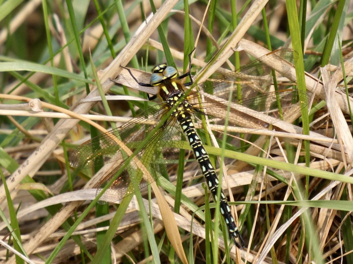 David Walsh (@davidwalsh22) on Twitter photo Delighted to find this Hairy Dragonfly on my Belstead Brook Park patch walk this morning, my earliest ever here by 11 days. Record already entered into iRecord. <a href="/BDSdragonflies/">British Dragonfly Society</a> Delighted to find this Hairy Dragonfly on my Belstead Brook Park patch walk this morning, my earliest ever here by 11 days. Record already entered into iRecord. <a href="/BDSdragonflies/">British Dragonfly Society</a>