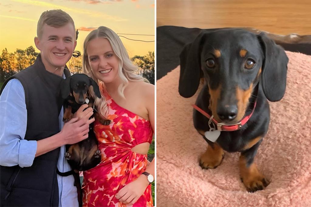 After being on the run for 529 days, ‘Australia’s favorite fugitive’ — a dachshund named Valerie — is finally rescued trib.al/Vcpbg9Z