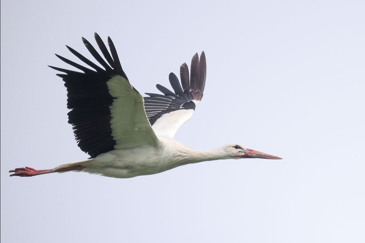 Tom Shevlin tweet media