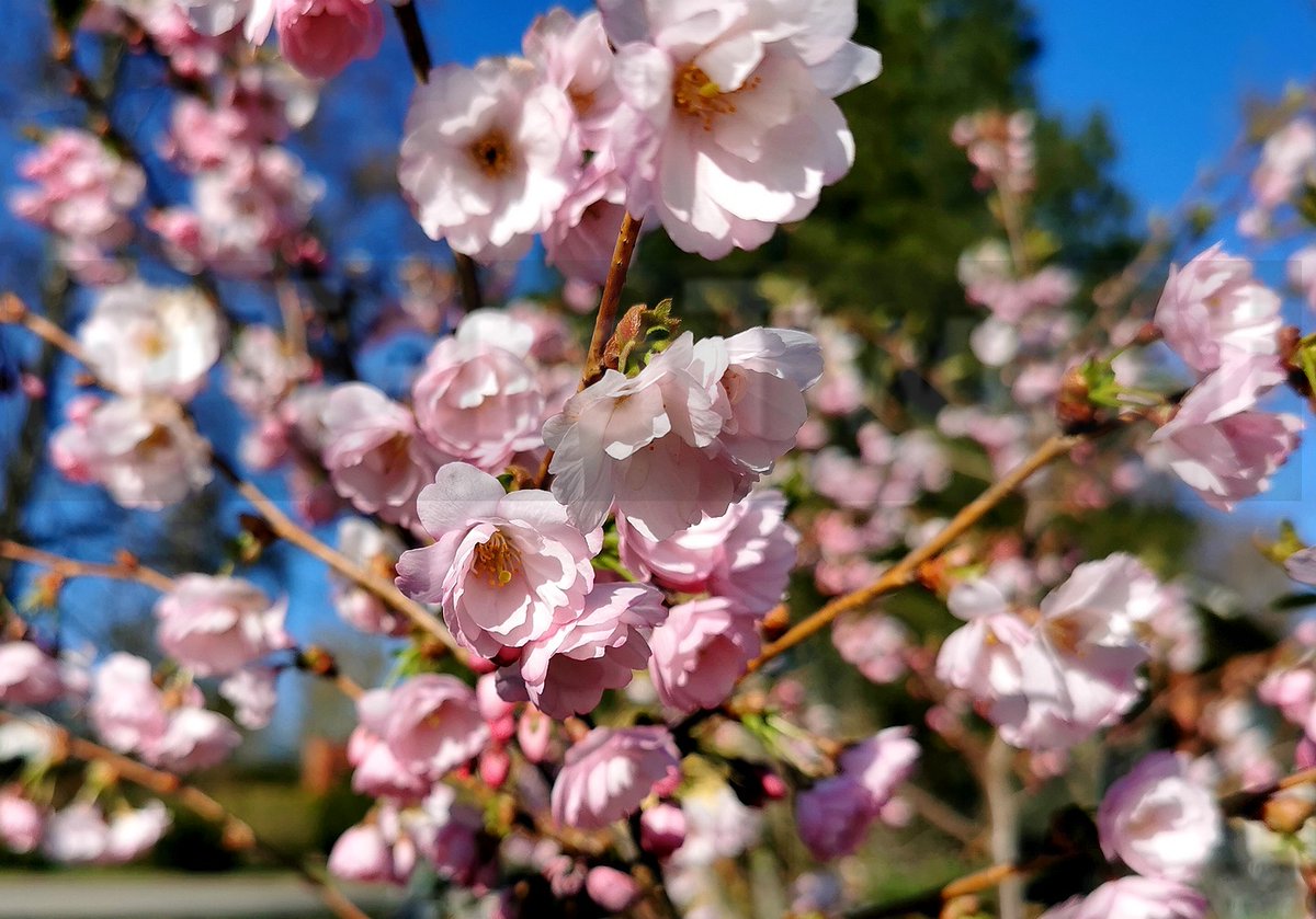 TeroTweet's tweet image. Viime vuonna kirsikkapuun taimemme tuotti vain pari nuppua. Saimme naapurilta ehkä yllättävän  vinkin lannoittaa puuta luujauholla.
Toimi, kukkia nyt oksat täynnä!
Lauantaina olikin hyvä hetki viettää hanamia eli kirsikankukkien katselua ihan kotipihalla.
#hanami #sakura