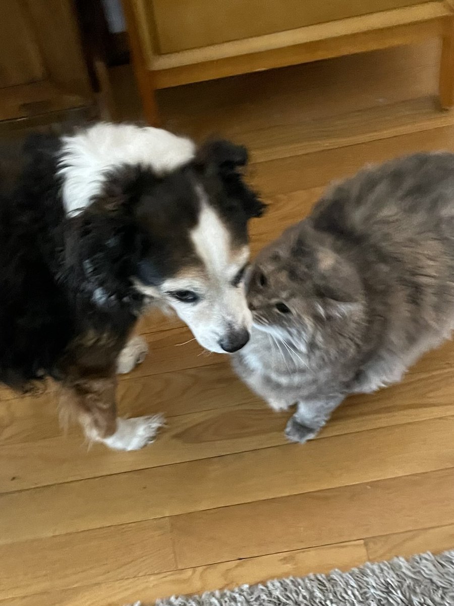 Lou Diamond Phillips (@loudphillips) on Twitter photo Kluski: So, listen, Kitzel. Me and the cats have been talking⊠we all think youâre okay, for a dogâŠbut weâd really like you to do something about those WawasâŠI mean, theyâre just freakinâ weird and they donât have an off switch!
#HappyCaturday
Photo by âŠ<a href="/YMPhillips/">Yvonne Phillips</a>â© Kluski: So, listen, Kitzel. Me and the cats have been talking⊠we all think youâre okay, for a dogâŠbut weâd really like you to do something about those WawasâŠI mean, theyâre just freakinâ weird and they donât have an off switch!
#HappyCaturday
Photo by âŠ<a href="/YMPhillips/">Yvonne Phillips</a>â©