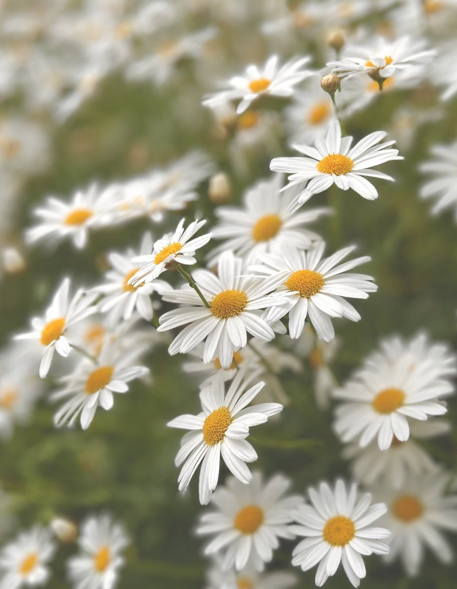 Tantan8325's tweet image. "Soft light and the fragrance of peace gently fill the air.
Little smiles blooming like tiny flowers bring a sense of serenity to the heart.
A kind and gentle world is right here." - Tantan
〜 Patience in adversity 〜
Chamomile