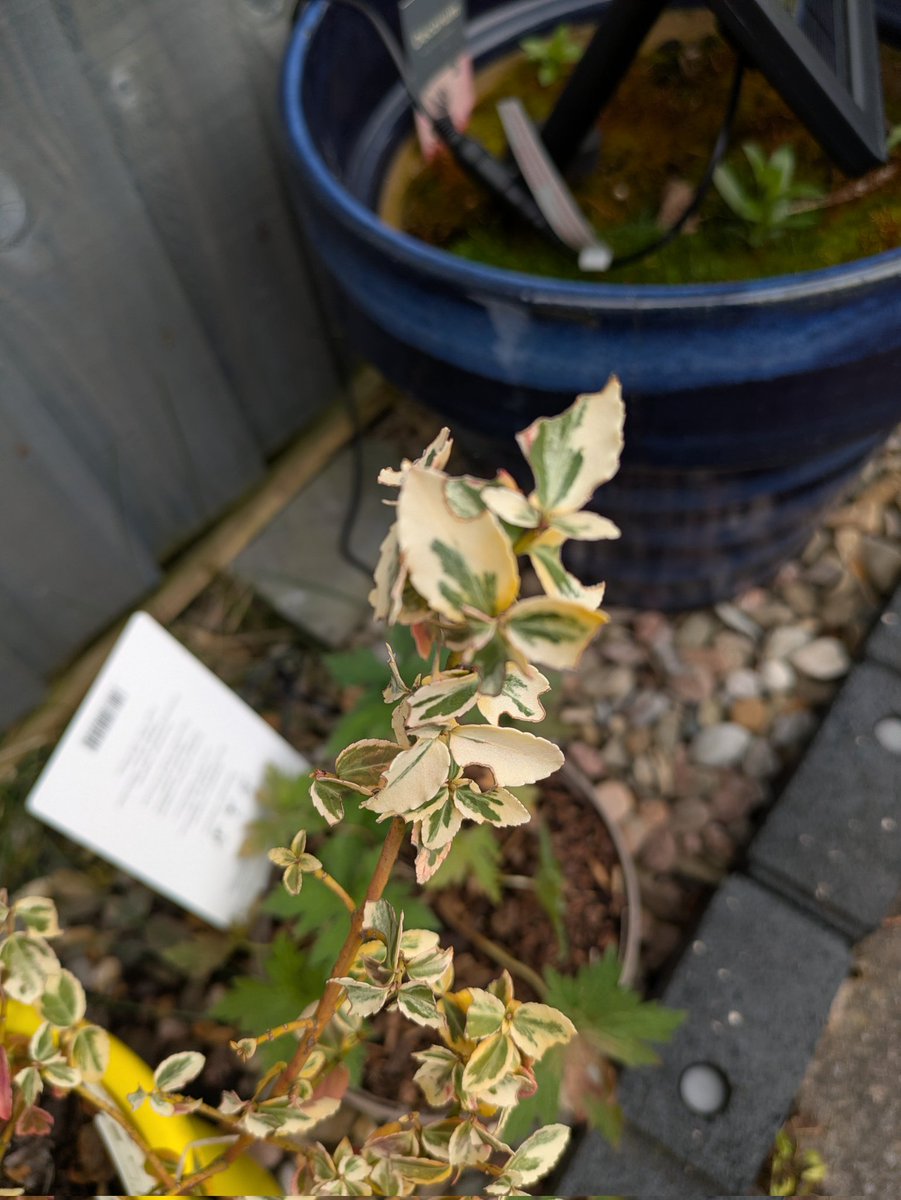 StairliftFixer's tweet image. Any ideas what's eating my Euonymus fortunei 'Emerald 'n' Gold' #gardening #plantproblems