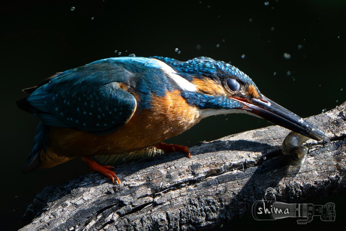 カワちゃん　

お魚ビッタンビッタン

🐥✨

#Nikon
#z9 
#z64
#カワセミ
