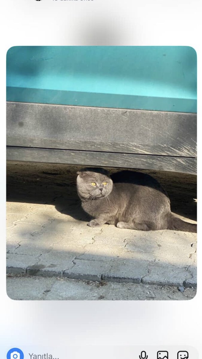 nediosude's tweet photo. Büyükçekmece de kedisini kaybeden var mı? lokiye benzettikleri için bana attılar ama bu kedi gri boynunda tasması varmış müzeyyen senar sokağında lütfen bu kediyi ailesine kavuşturalım büyük ihtimalle deprem zamanında kaçtı #kayıpkedi #destek https://t.co/WgAcVI4DJ3