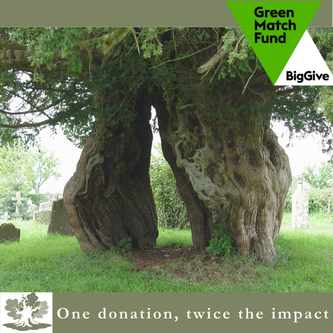 Big Give’s #GreenMatchFund. 
ATF has a proud history spanning over 30 years, dedicated to advocating for our oldest trees—their recognition, ecological, landscape, and cultural value, and their long-term management. Please donate if you like what we do tinyurl.com/yznn5x5e