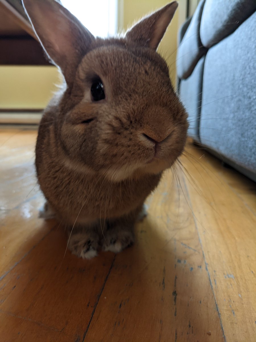 fortune rabbit【pp.bingo】.ydok