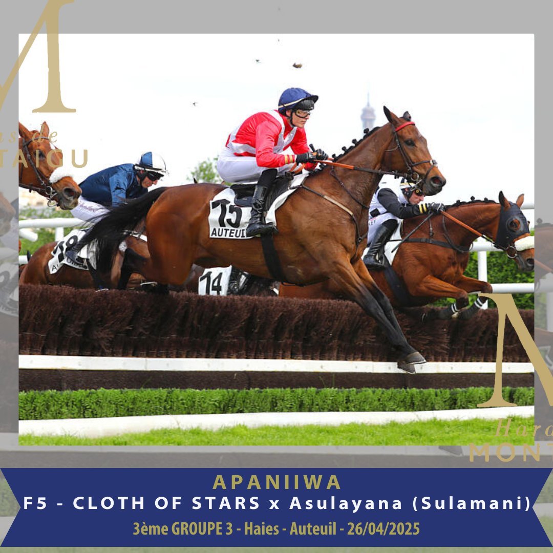 🔵CLOTH OF STARS ! 

🔥Already a Listed winner, APANIIWA delivered a strong performance to finish third in the Grande Course de Haies de Printemps (Gr3) at Auteuil! 
🔥Congratulations to her connections : Racing 53, Chauvigny Global Equine, Y.Fouin &amp; Ec.Peregrine!