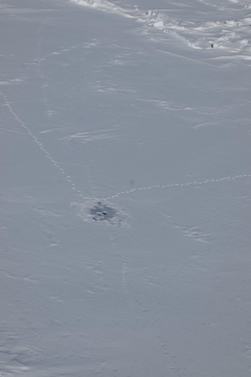 AEDerocher's tweet photo. Not worth waiting. Polar bear tracks lead up to a ringed seal haul-out hole in Hudson Bay but this bear, likely based on the scent, decided it wasn't worth waiting. Bears must be able to assess how fresh the use is (seals smell pretty strong: especially breeding males). https://t.co/7c14JP4leY