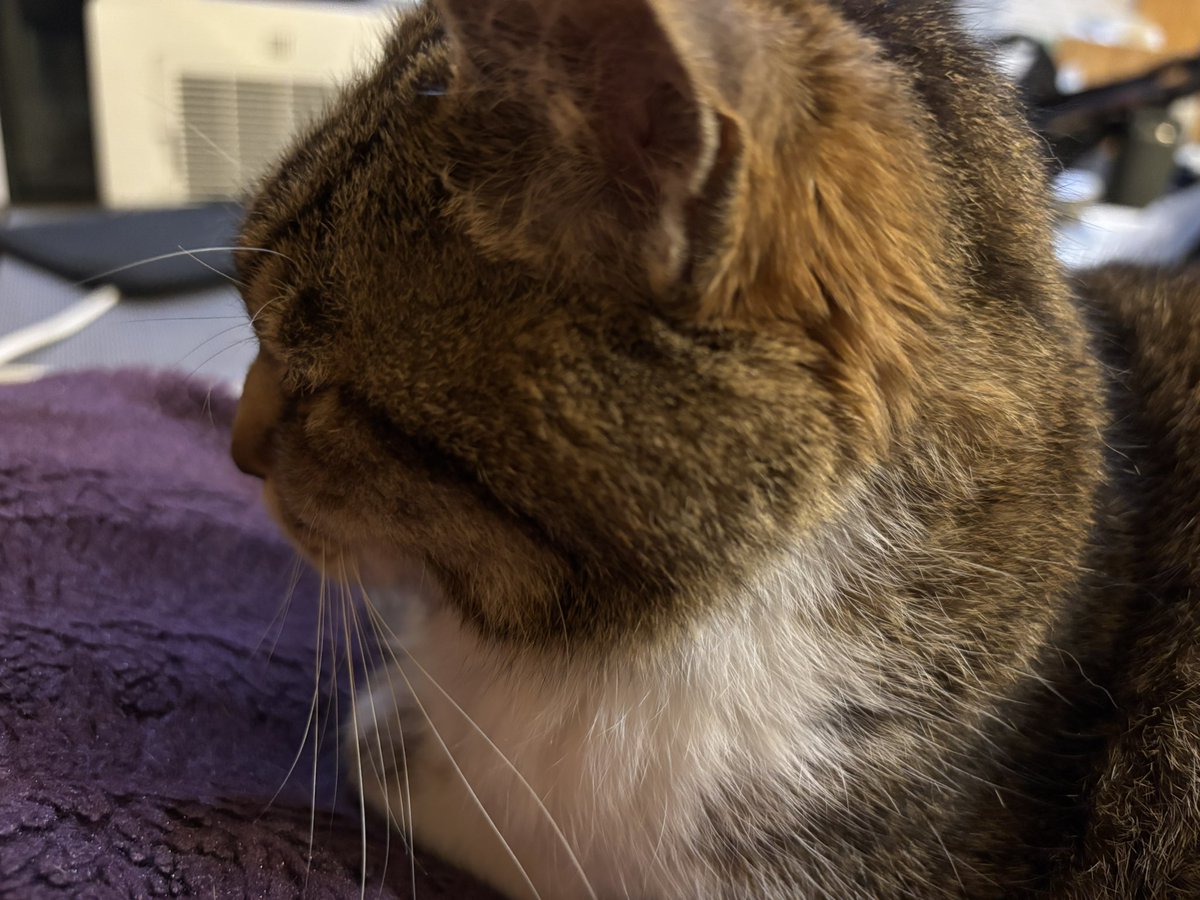 今日のまめ
＃猫のいる暮らし　＃猫のいる幸せ　＃猫　＃まめ