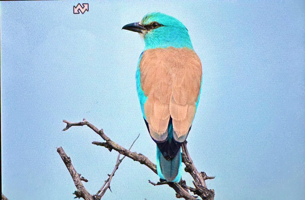 Ülkemizde görebileceğiniz en can alıcı renklere sahip kuşlardandır Gökkuzgun. Şuna bakın her açıdan ayrı güzel! Bu kuşu longozda yılın sadece bu 10 günlük diliminde denk getirebiliyorum. Geçen yılda bu zamanlardı. Aynı tarihte randevulaşmak ve ona dair tecrübeleri kullanmak 💚