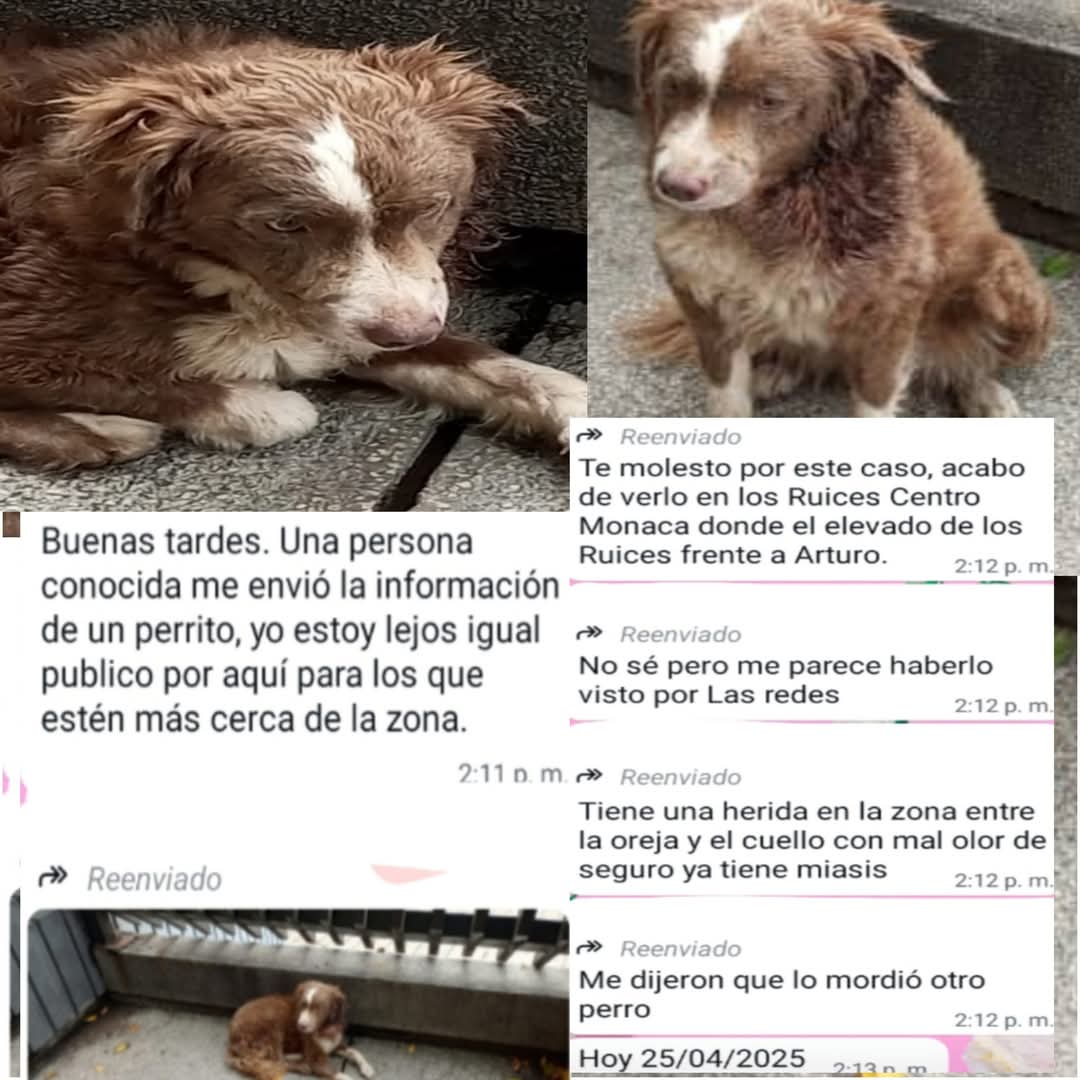 Reportan a este pequeño que necesita atención y resguardo cerca del elevado de Los Ruices Caracas