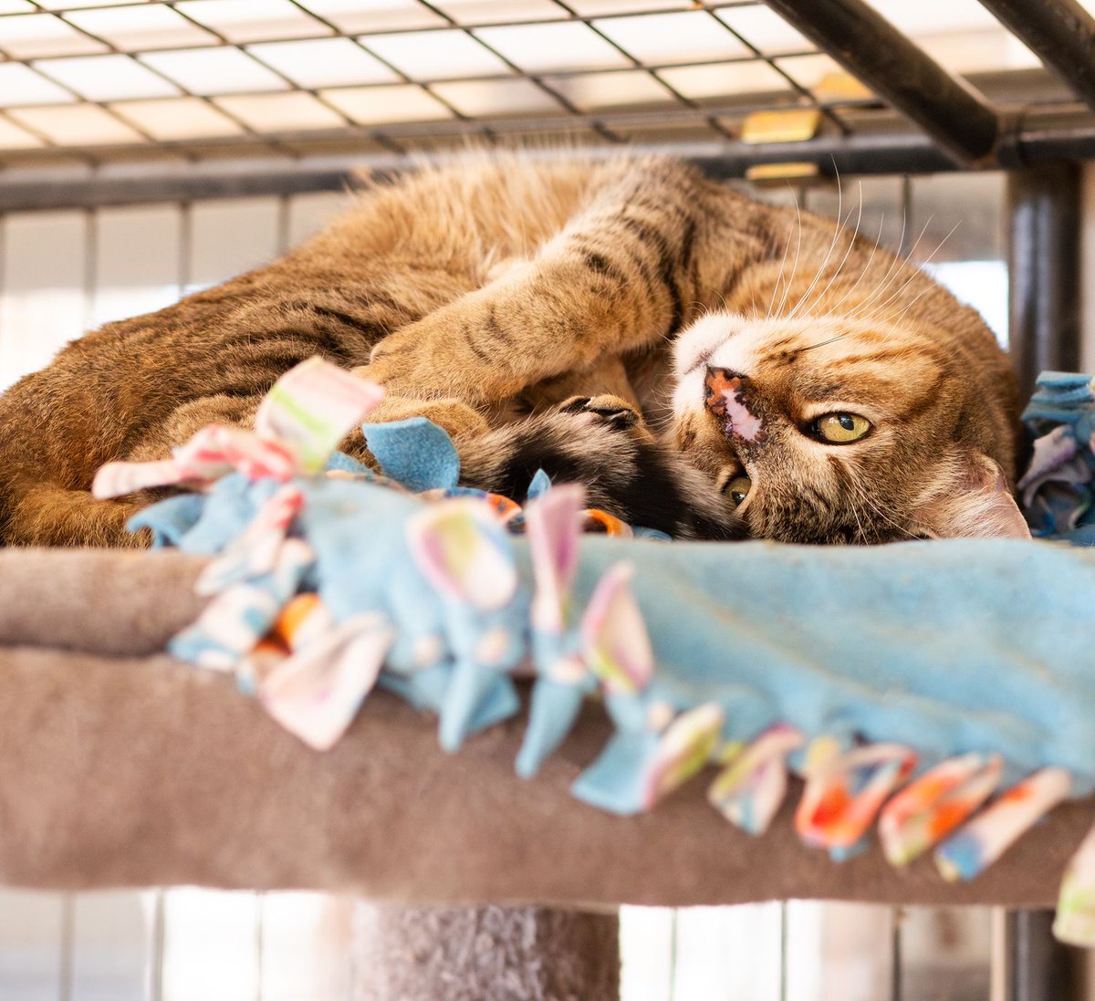 WishesRescue's tweet image. KAM is just finishing up 60 days of therapy on his nose. He may never look perfect, but that's actually what makes him perfect!

This gentleman is 8 years old and oh so loving! Wormed, Felv/Fiv negative, up to date on vaccines, neutered, and microchipped in #Tucson.