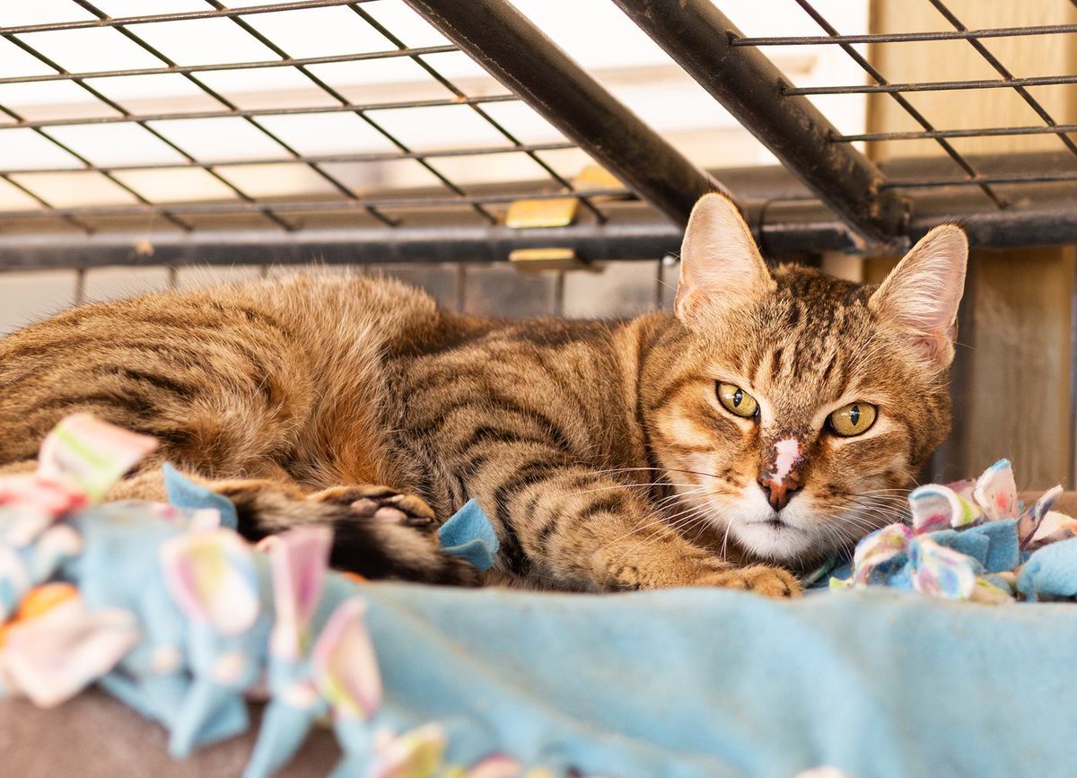 WishesRescue's tweet image. KAM is just finishing up 60 days of therapy on his nose. He may never look perfect, but that's actually what makes him perfect!

This gentleman is 8 years old and oh so loving! Wormed, Felv/Fiv negative, up to date on vaccines, neutered, and microchipped in #Tucson.