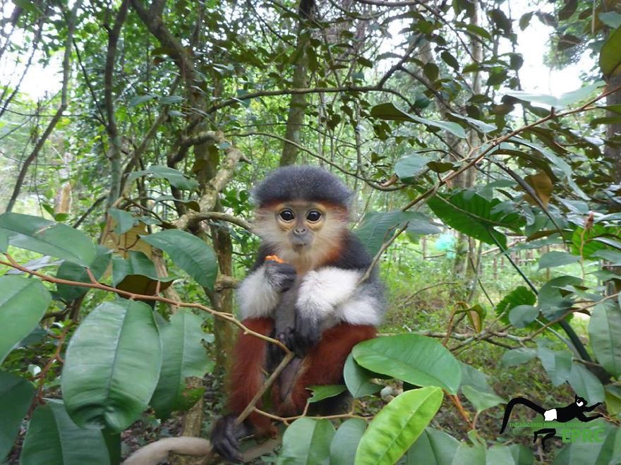 lydiaklehman's tweet photo. Also just found out recently what a baby Douc Langur looks like and I’m actually obsessed w them. I didn’t expect them to literally just look like mini versions of the adults I’m in tears I’m vomiting https://t.co/Pr8CcHIPBc