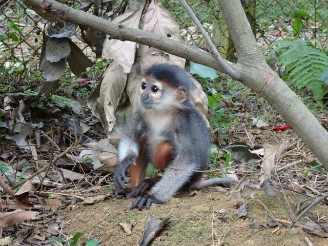 Also just found out recently what a baby Douc Langur looks like and I’m actually obsessed w them. I didn’t expect them to literally just look like mini versions of the adults I’m in tears I’m vomiting