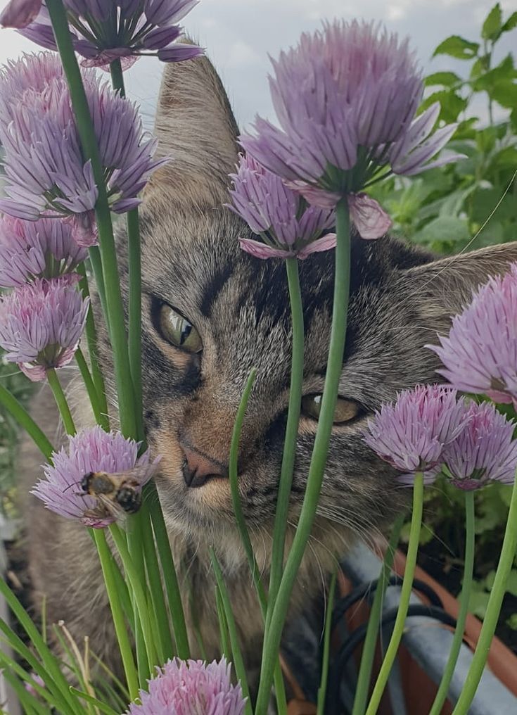 Happy #Caturday dear Em!! 🐈💜🌱😺 <a href="/EmilysToys1/">Emily’s Toys</a>