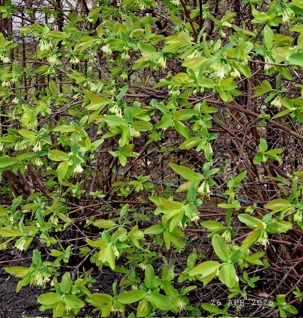 IDadzkov's tweet photo. Blue honeysuckle blossoms. Blåtry blommar.  Жимолость синяя цветёт.
#nature #spring #flowering #BlueHoneysuckle #bush #blåtry #SpringPhoto #FloweringPhoto https://t.co/IuwhEz5h0S