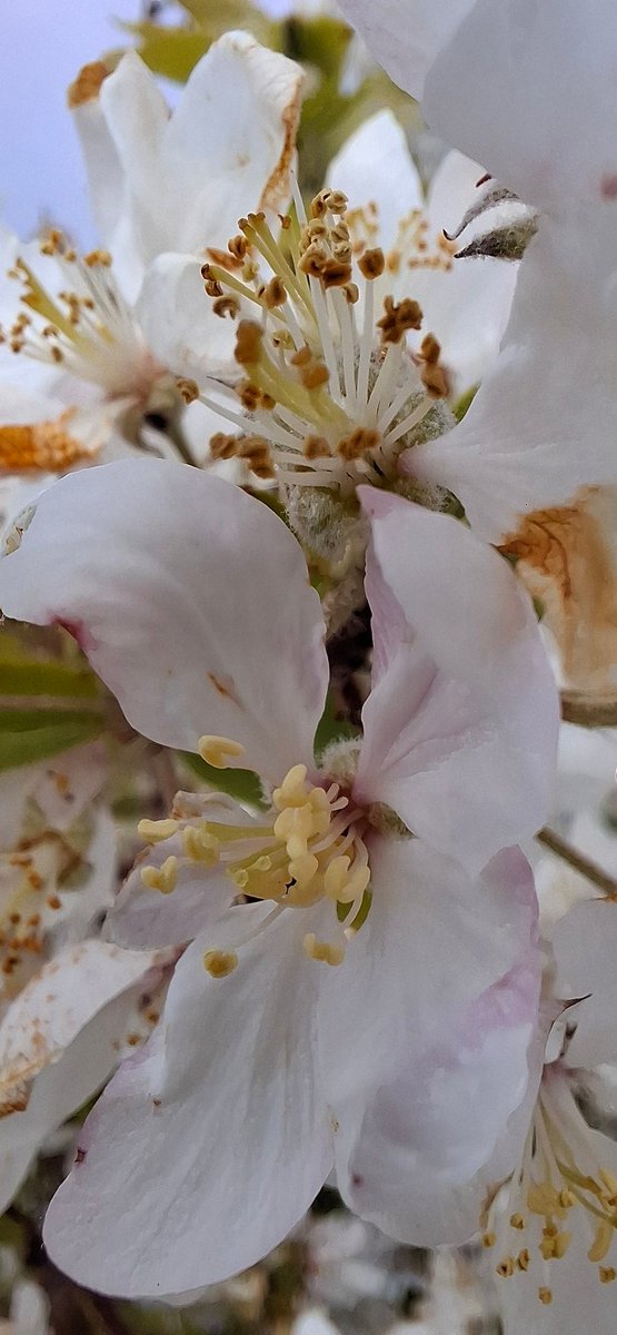 CarlWood7's tweet photo. Taken with my phone macro lens, the blossom of a wildflower growing on the banks of Port Solent. https://t.co/YGhiyoqofs