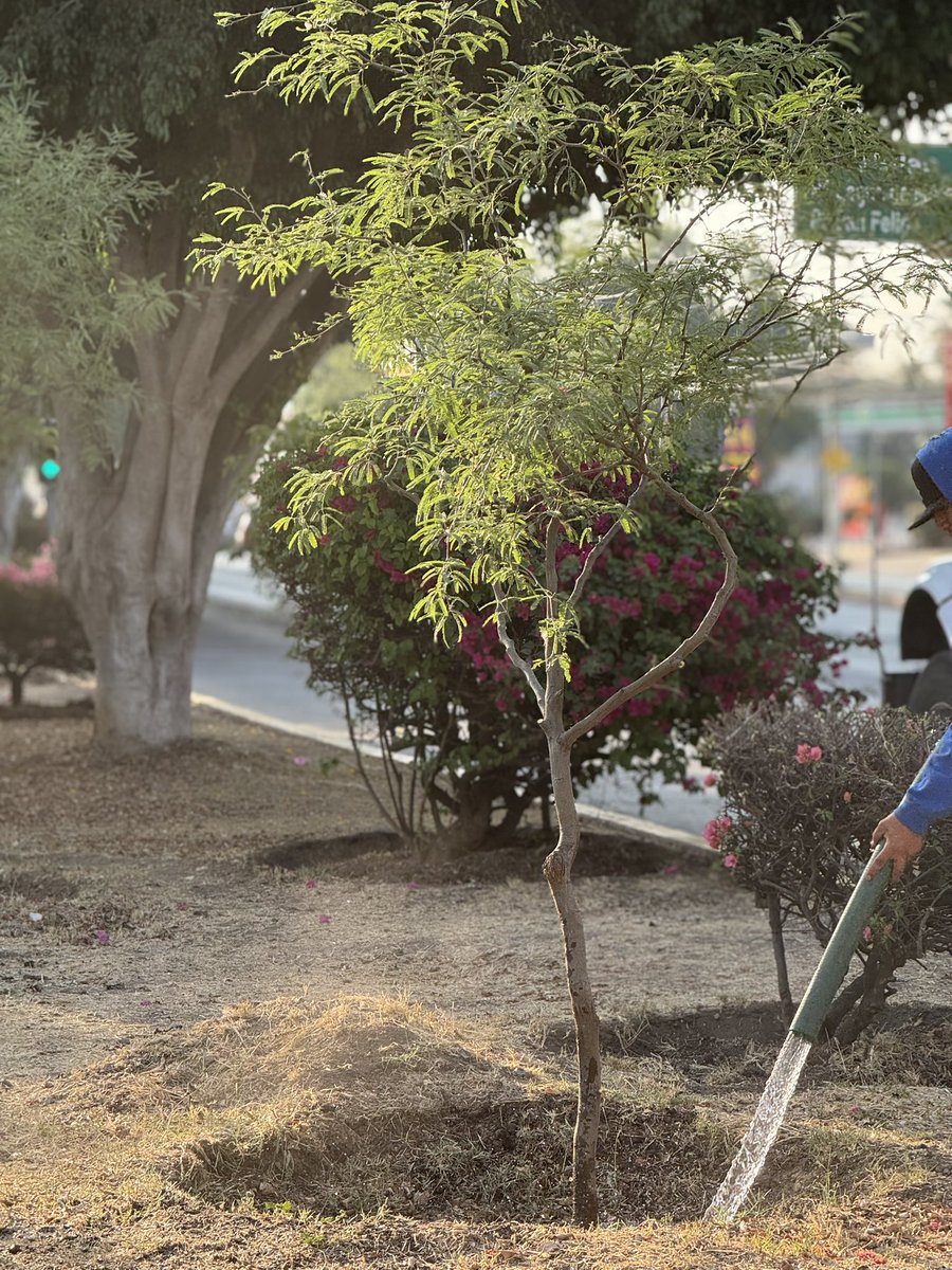 SoyDeLeon_Mx's tweet photo. #León 🦁 #ReforestaNativo #GuanajuatoNativo
☀️ Muy de mañana en el riego 💦🌳 mensual del #RecintoNativoGuanajuatense
#Mezquite
#Huizache
#Colorín
#Cazahuate
#BaraDeSanPedro (tecoma stans)
#PaloBlanco
#PaloVerde
#Papelillo (bursera fagaroides)
Todos nuestros #Nativos fueron regados el día de hoy.