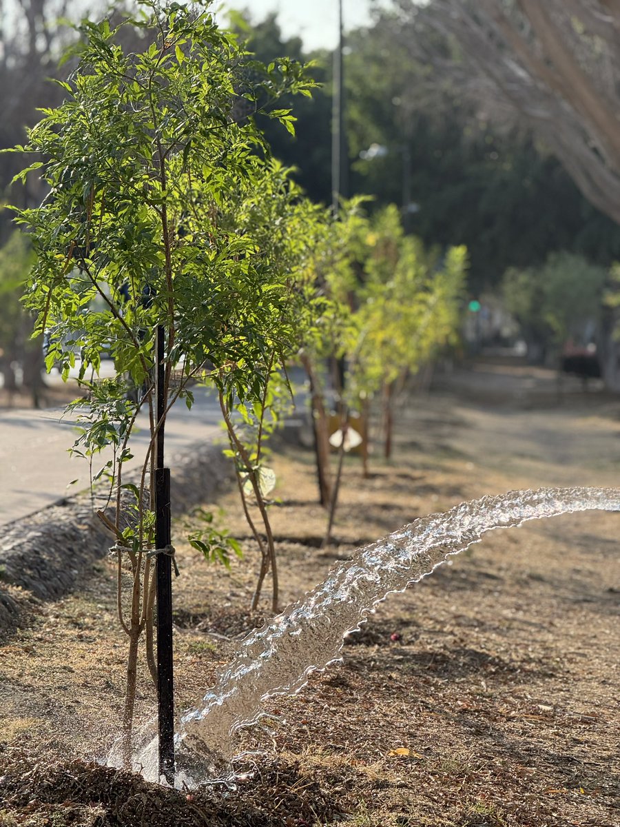 SoyDeLeon_Mx's tweet photo. #León 🦁 #ReforestaNativo #GuanajuatoNativo
☀️ Muy de mañana en el riego 💦🌳 mensual del #RecintoNativoGuanajuatense
#Mezquite
#Huizache
#Colorín
#Cazahuate
#BaraDeSanPedro (tecoma stans)
#PaloBlanco
#PaloVerde
#Papelillo (bursera fagaroides)
Todos nuestros #Nativos fueron regados el día de hoy.