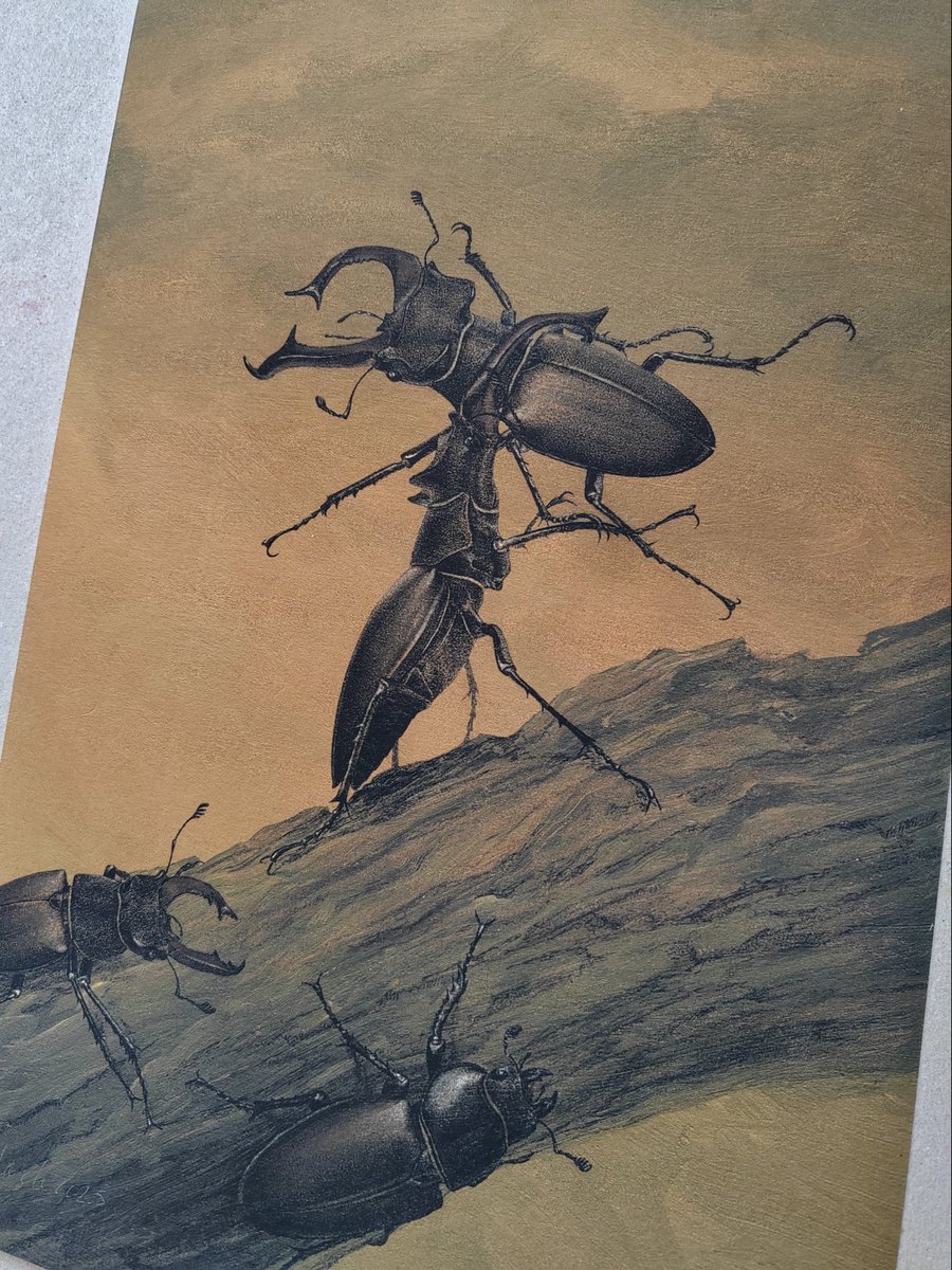Fighting Stag Beetles, acrylic on wood, limited edition prints available carimnahaboo.com/products/fight…