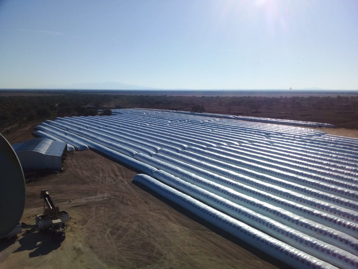 Se termina la campaña de silaje. 19.000 ton en el patio de comidas.