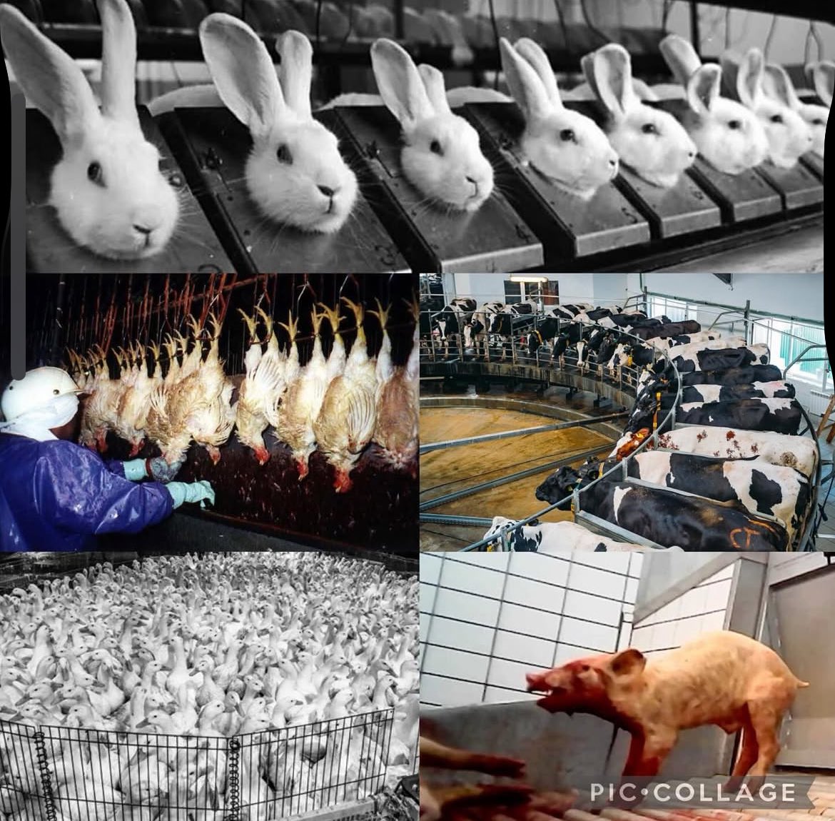 Nonvegans THIS is extreme.