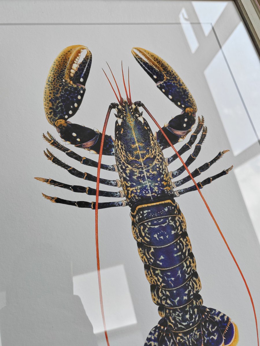 Large Lobster limited edition art prints, unframed available: carimnahaboo.com/products/homar…