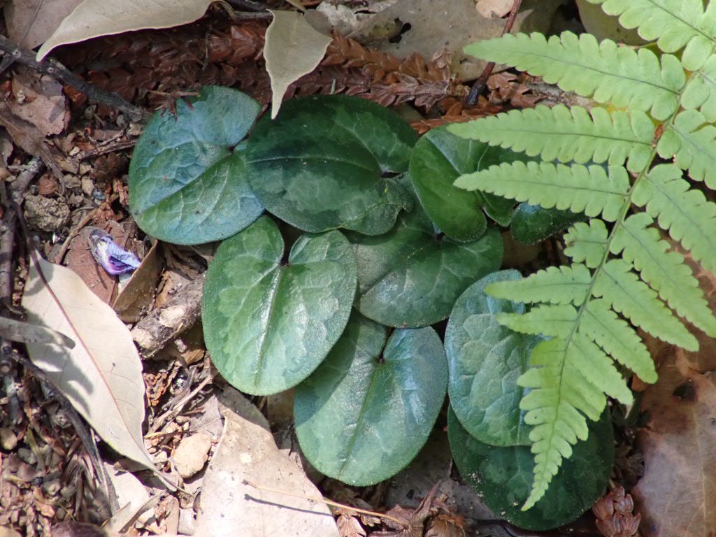 これはかわいい