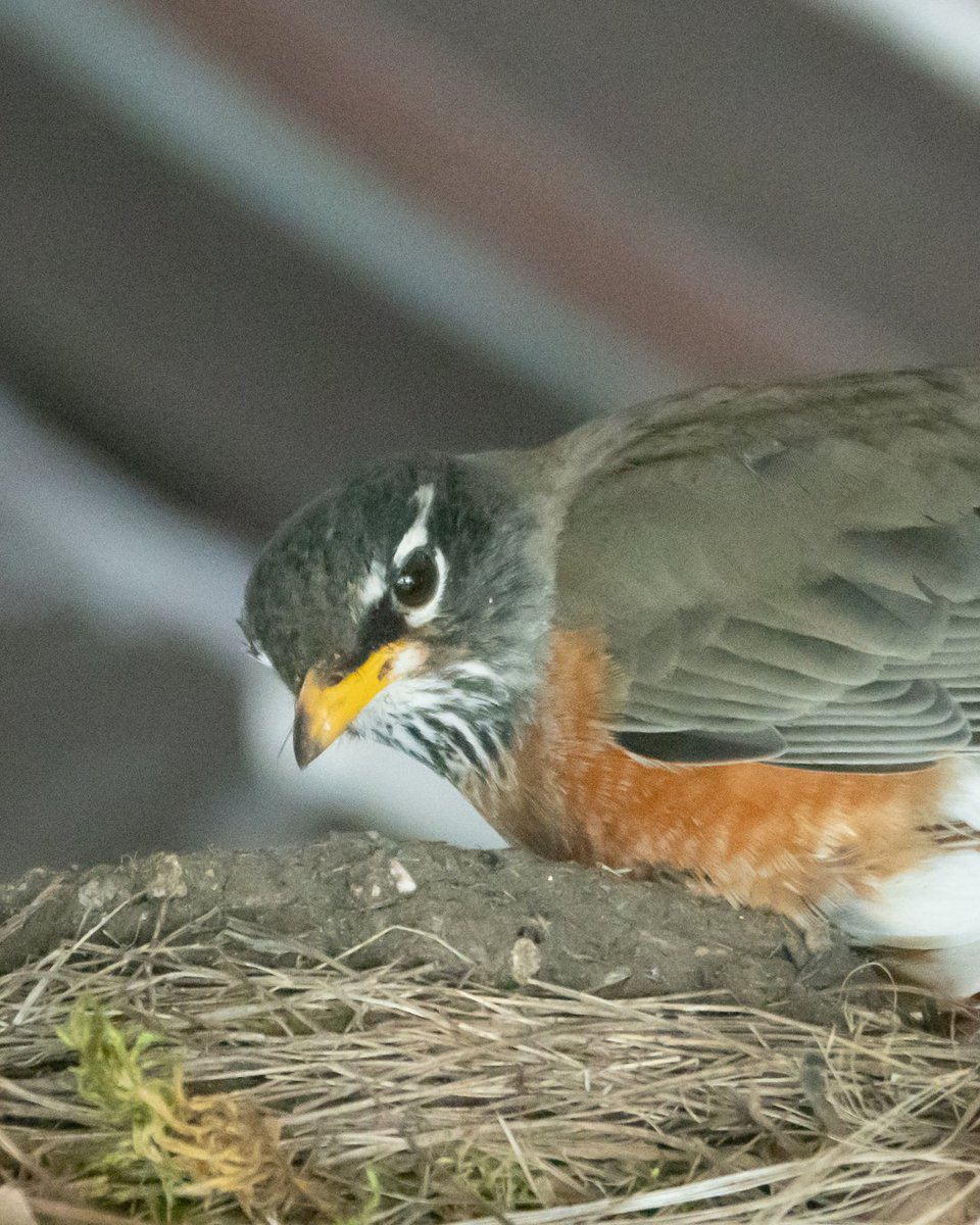 This robin isn’t just flying—it’s serving looks! 🐦Spotted strutting through Lan Su like it owns the place (honestly, it might. It's been nesting on our lanterns). Come take in the spring energy, chirps, and charm—we promise you'll leave feeling as fly as this feathered friend.