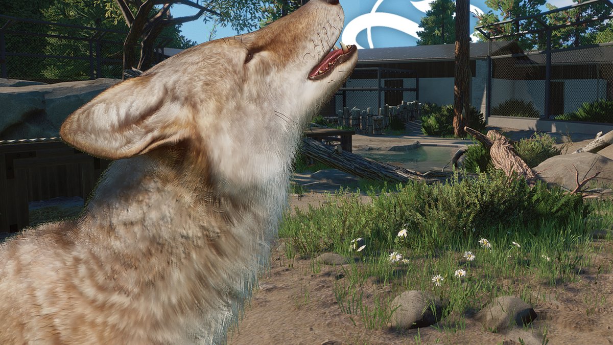 The real time version of River Rock Zoo's Coyote exhibit is out now on my Unwind channel! 💜
🔗 youtu.be/fzKJxivf0BU