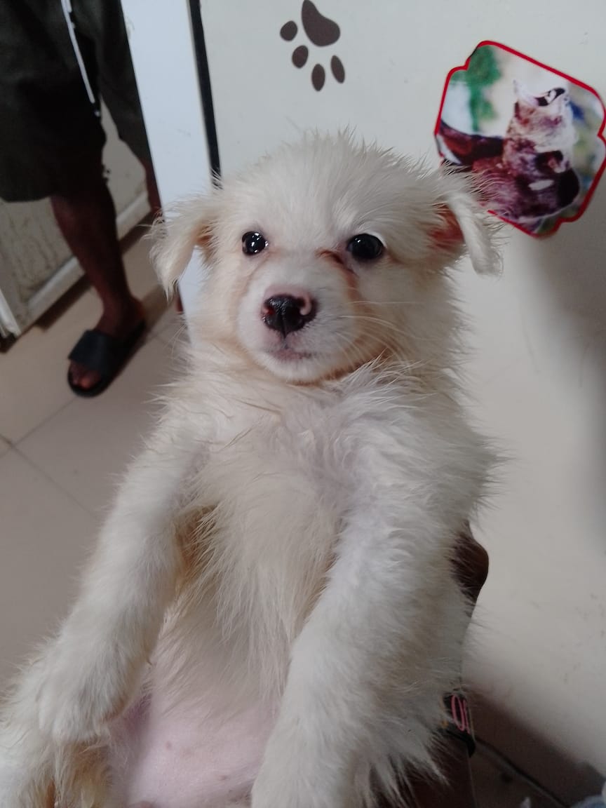 CarotidVet's tweet image. ❤️Hilly baby looking so cute
#carotidvet #vetnearme #petshop #catdoctor #veterinaryhospital