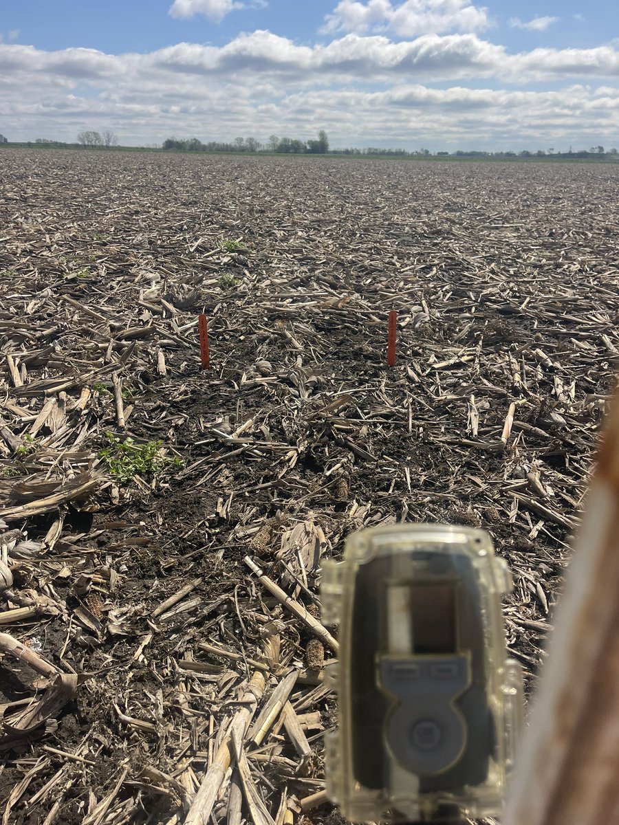 Kyle Meece (@meeceupagronomy) on Twitter photo Nothing better than some Timelapse camera footage for the next few weeks on some soybean overtreatment trials, in a minimum till environment!!! Cleaned some residue off close to cameras to help see along with keeping heavy residue on behind stakes #InsidethePlant <a href="/United_Prairie/">United Prairie, LLC</a> Nothing better than some Timelapse camera footage for the next few weeks on some soybean overtreatment trials, in a minimum till environment!!! Cleaned some residue off close to cameras to help see along with keeping heavy residue on behind stakes #InsidethePlant <a href="/United_Prairie/">United Prairie, LLC</a>