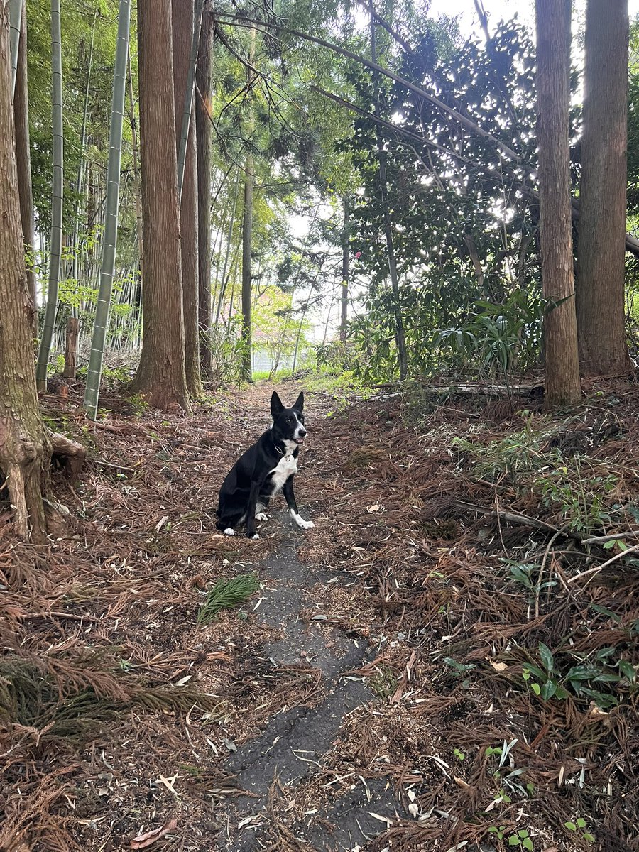 お気に入りの枝探しした🌲