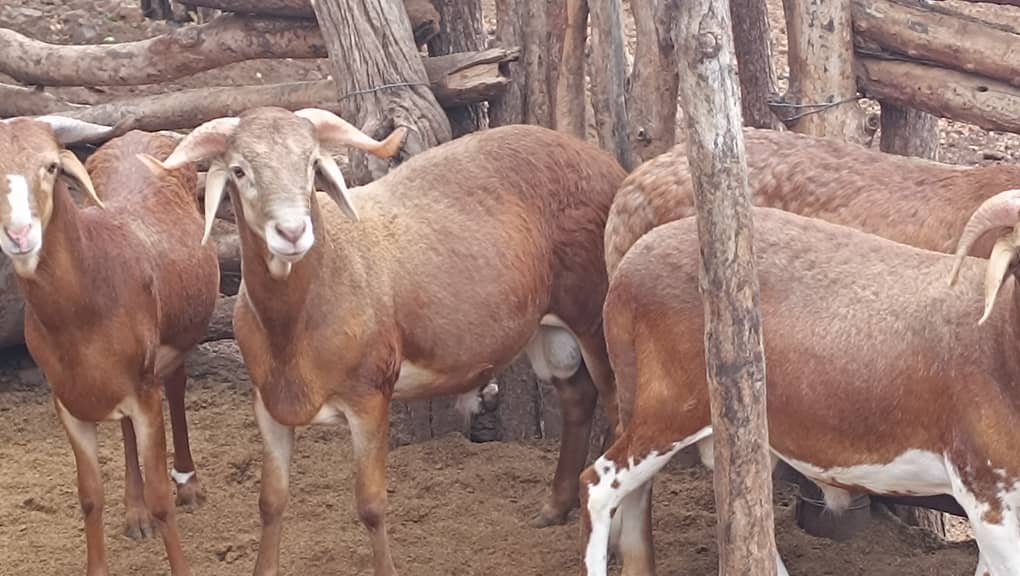 Damara sheep