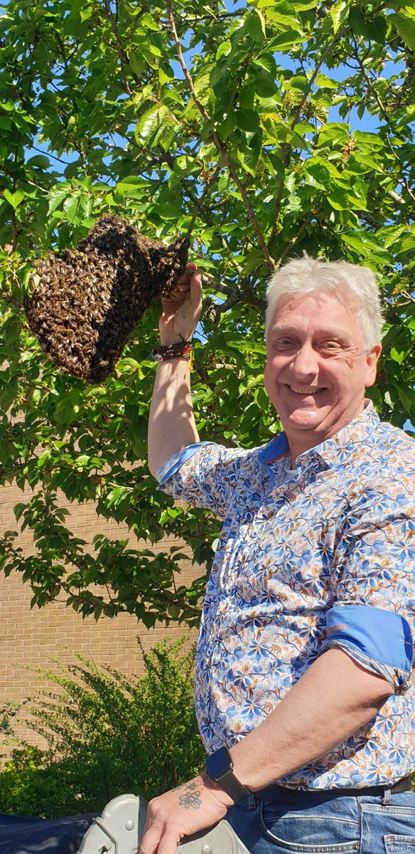 Kingsday or Queensday 😄 Bijenzwerm in Bloemendaal #Koningsdag #Queensday #bijen #honeybees #bloemendaal