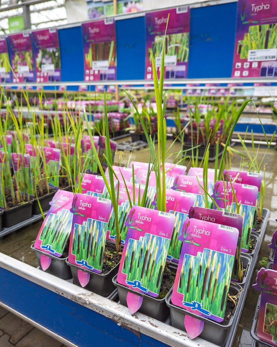 pelckmans's tweet photo. Sla je slag met 15% op vijverplanten: van oeverplanten tot waterlelies: samen maken ze je vijver tot een van de mooiste plekken van je tuin. Ze hebben elk hun nut, onder meer in de strijd tegen algen, maar vormen ook verblijfplekken voor tal van dieren in en rond het water. 🐟🐸 https://t.co/B9PIg1zeQG