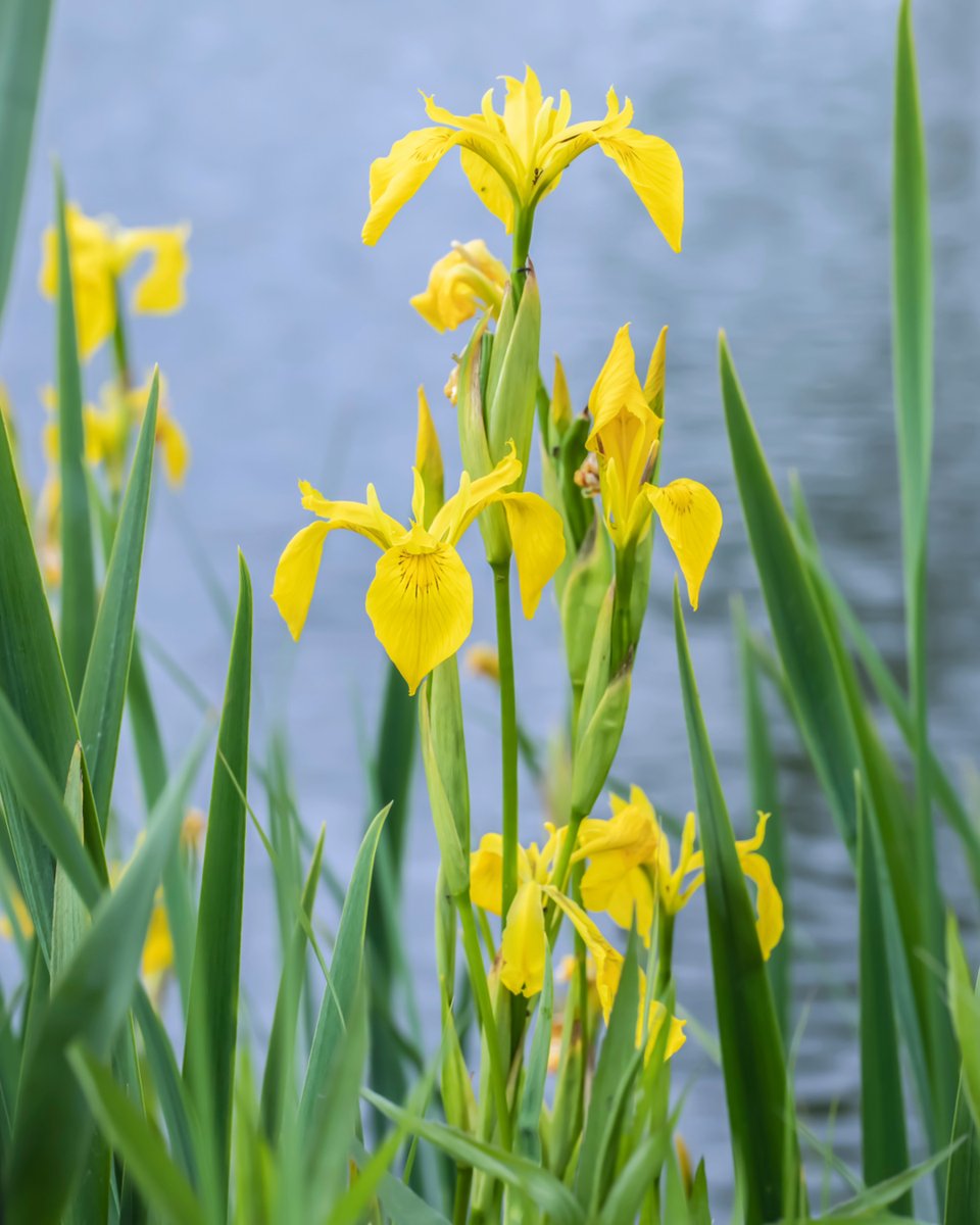 pelckmans's tweet photo. Sla je slag met 15% op vijverplanten: van oeverplanten tot waterlelies: samen maken ze je vijver tot een van de mooiste plekken van je tuin. Ze hebben elk hun nut, onder meer in de strijd tegen algen, maar vormen ook verblijfplekken voor tal van dieren in en rond het water. 🐟🐸 https://t.co/B9PIg1zeQG