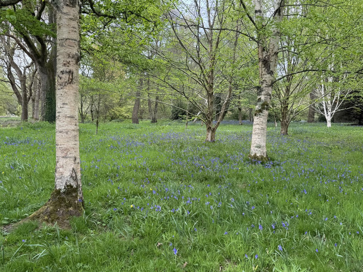 peterboo's tweet image. Lovely walk around #sheffieldpark @nationaltrust today - but a shame about the raw simnel scone in the tea room after 🤢