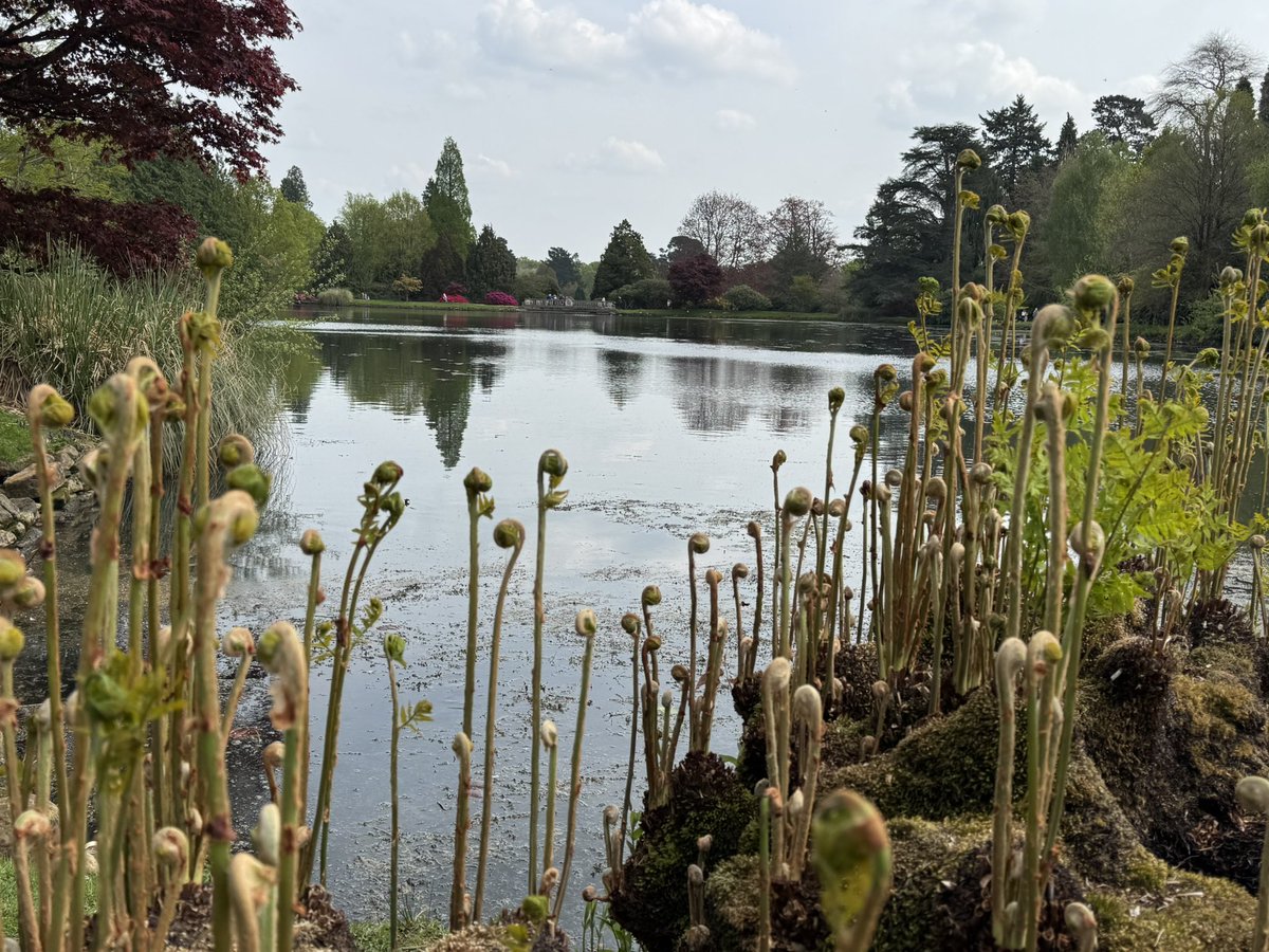 peterboo's tweet image. Lovely walk around #sheffieldpark @nationaltrust today - but a shame about the raw simnel scone in the tea room after 🤢