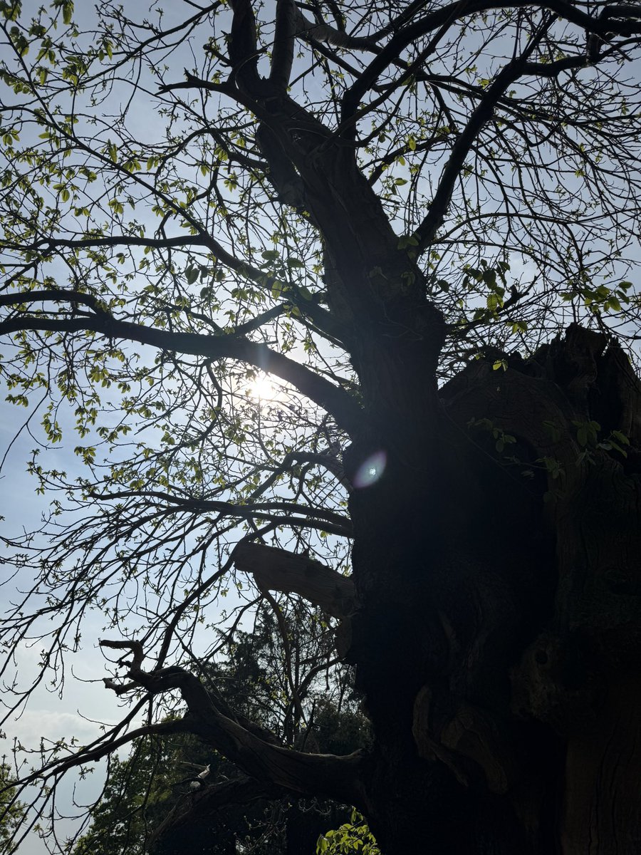 peterboo's tweet image. Lovely walk around #sheffieldpark @nationaltrust today - but a shame about the raw simnel scone in the tea room after 🤢