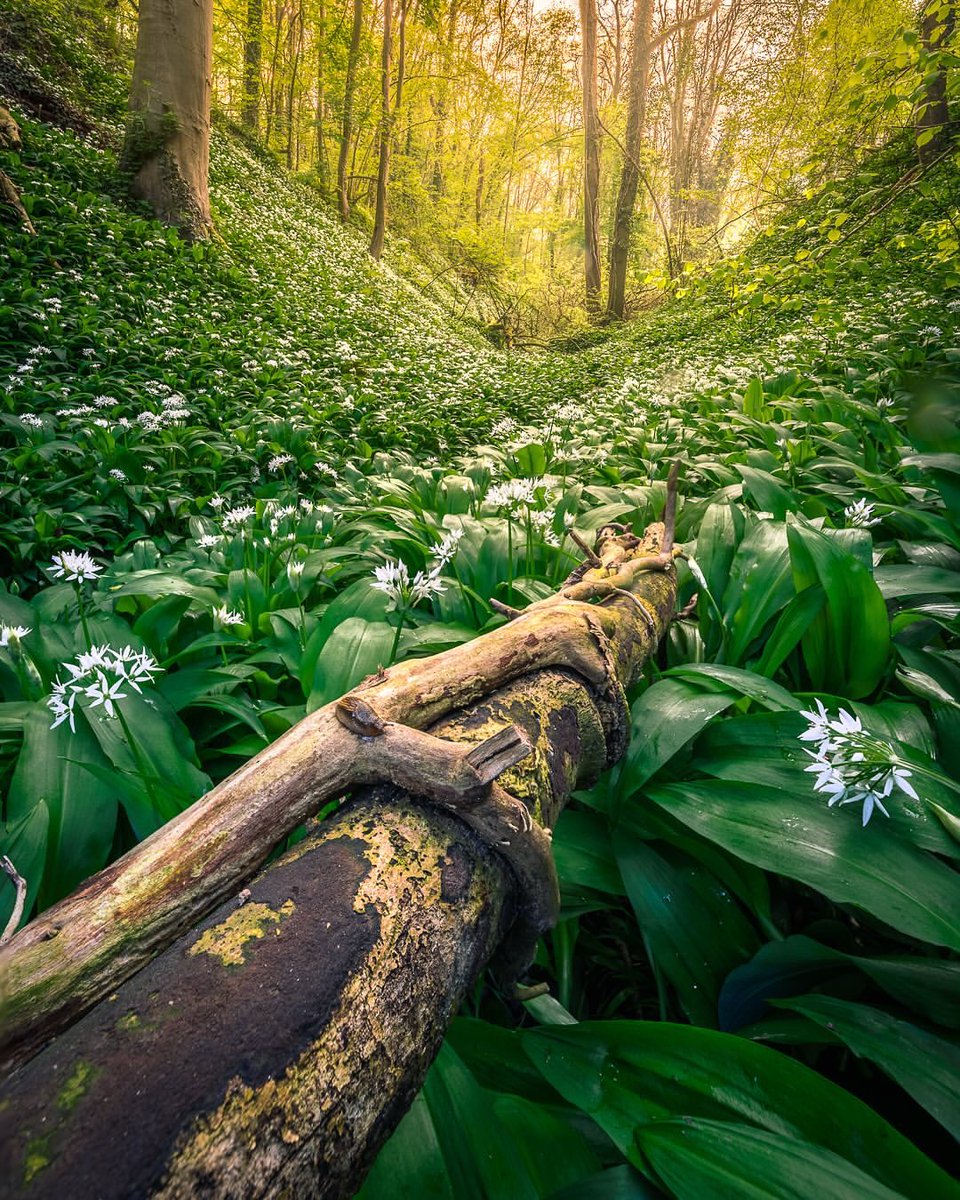 Savelsbos #MagnifiekZL
📸: luckyluc22 - Instagram