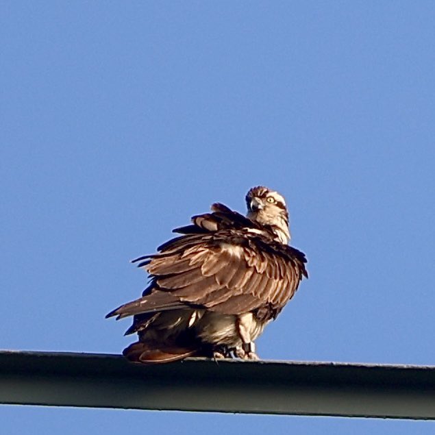 Koningsdag zonsopkomst in de Biesbosch