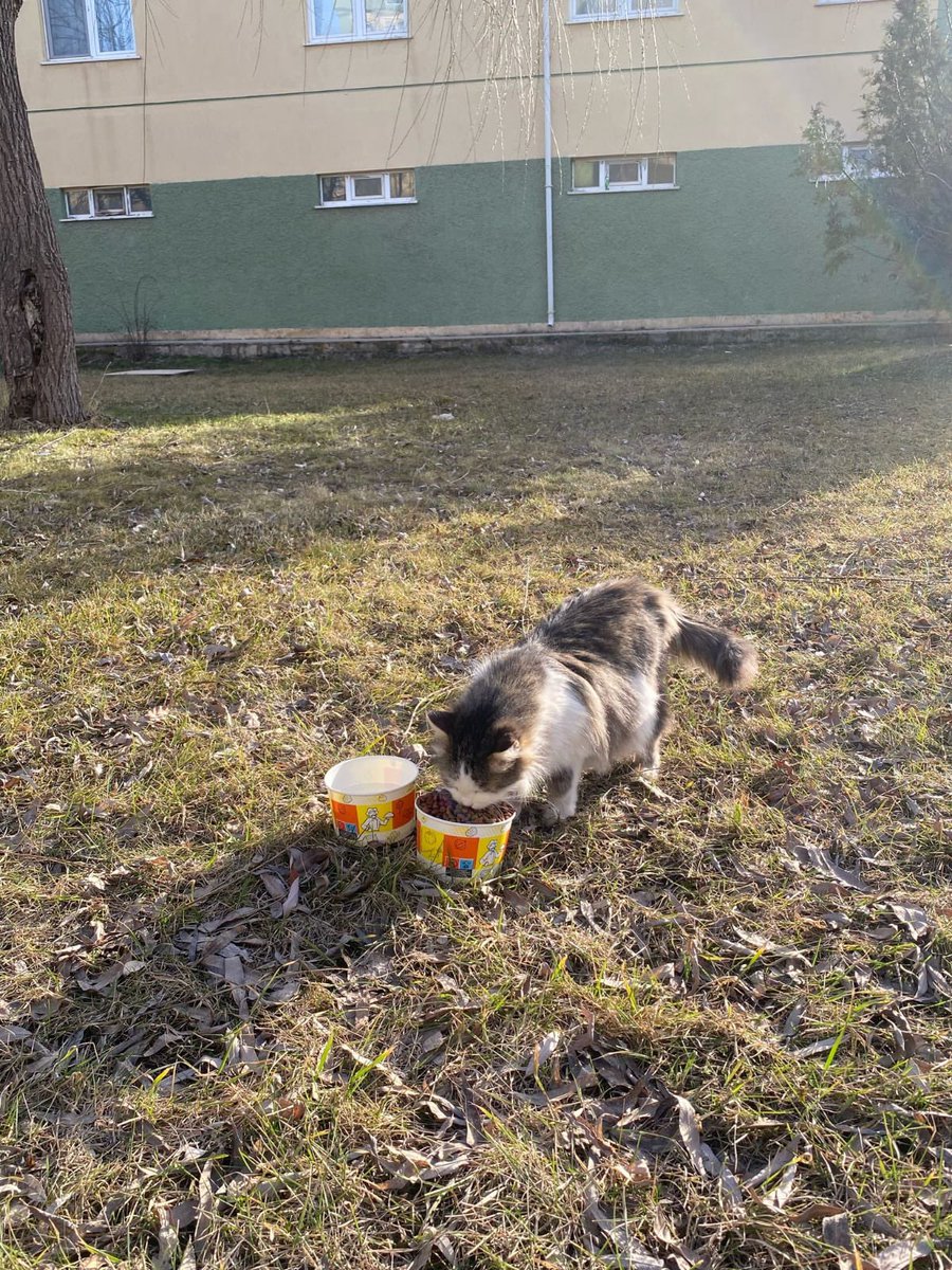 svsulkuocaklari's tweet photo. Şarkışla Ülkü Ocakları İlçe Başkanlığımız Üniversite Teşkilatı Asena birimi olarak, sokak hayvanlarına destek olmak amacıyla mama dağıtımı gerçekleştirdi.
Var Olsun Ülkü Ocakları... https://t.co/Zmt9w88K1j