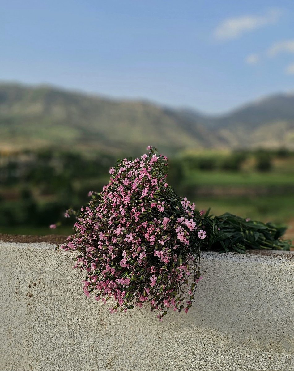 meri__zer's tweet photo. 💗🌸 https://t.co/WuzjsfTgCu