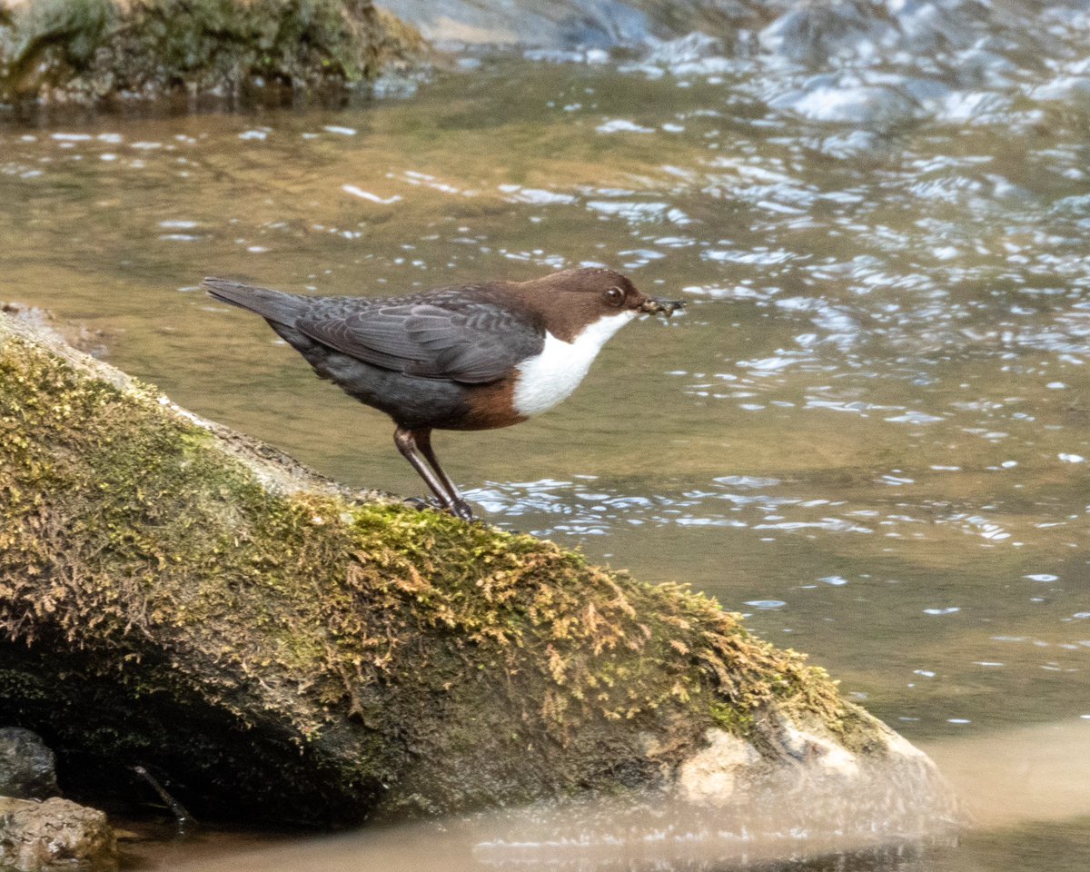 An afternoon in the Wyre Forest. Highlights - Wood Warbler, Pied Flycatcher, Garden Warbler, Tree Pipit, Redstart, Dipper &amp; Mandarin Duck. #Worcsbirds